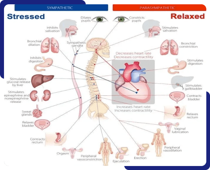 A diagram of the human body with various organs.