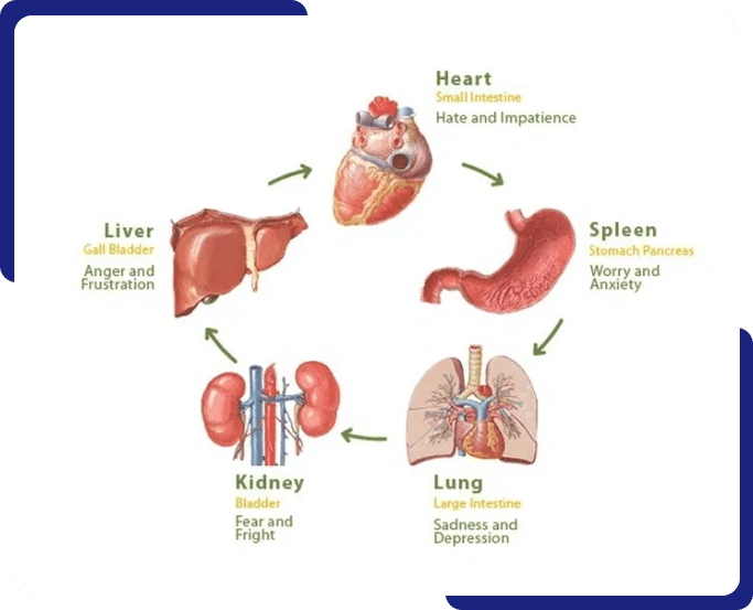 A diagram of the human body showing organs.